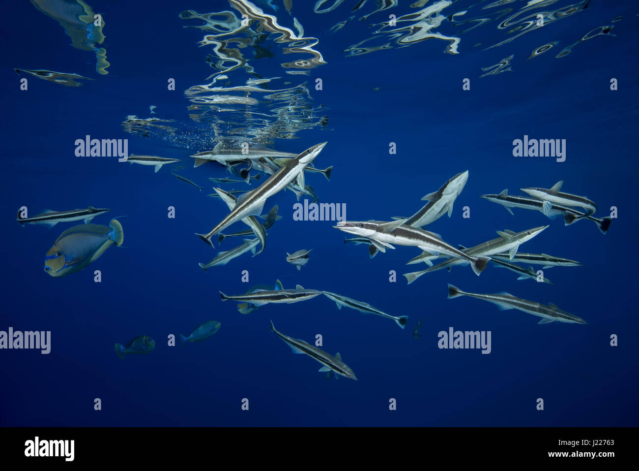 Scuola di pesce remora (Echeneis naucrates) mangiare sotto la superficie dell'acqua, Oceano Indiano, Maldive Foto Stock