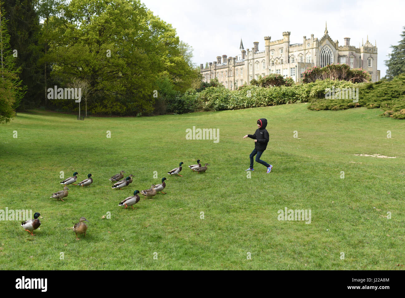 Alimentazione ragazzo oche, anatre seguenti boy, Sheffield Park e giardino, East Sussex, Inghilterra Foto Stock