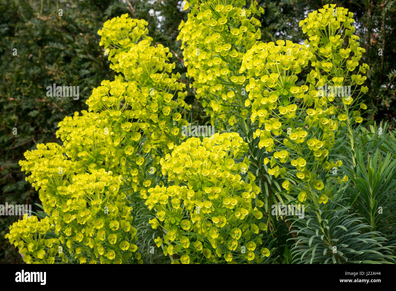 Euphorbia characias wulfenii, un ardito impianto con vivido verde e giallo le teste dei fiori in primavera. Foto Stock