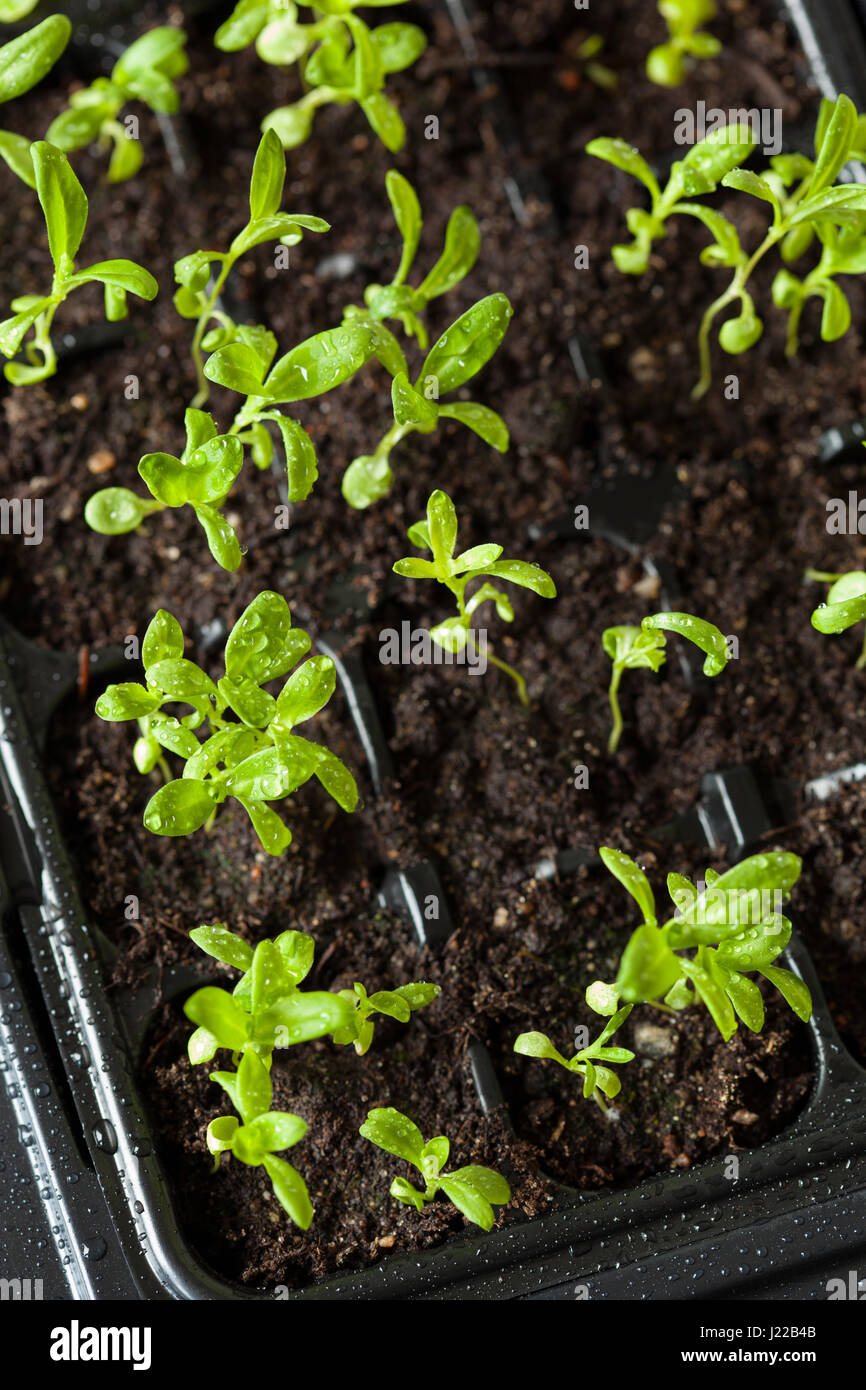 Piantina piante che crescono in germinazione vassoio di plastica Foto Stock