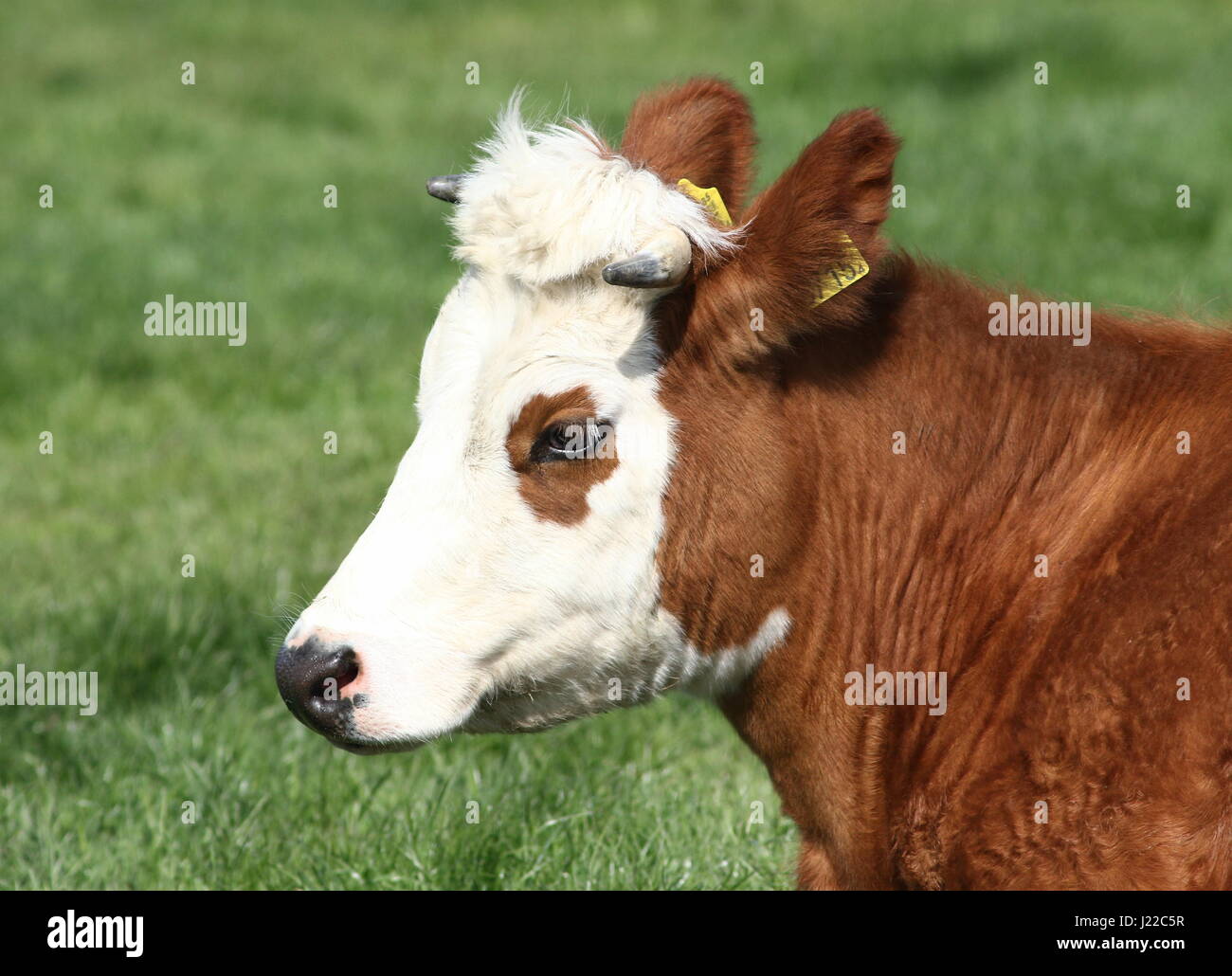 Blaarkop tradizionale bovini ("testa Blister'), una vecchia razza olandese, che si trova principalmente nella provincia di Groningen, Paesi Bassi del Nord Foto Stock