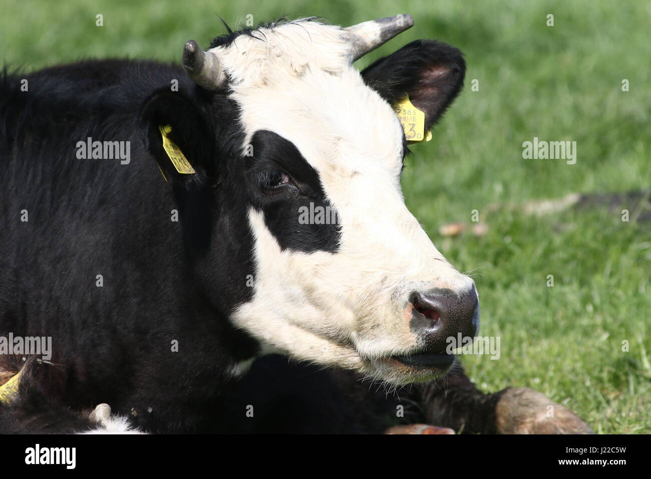 Blaarkop tradizionale bovini ("testa Blister'), una vecchia razza olandese, che si trova principalmente nella provincia di Groningen, Paesi Bassi del Nord Foto Stock