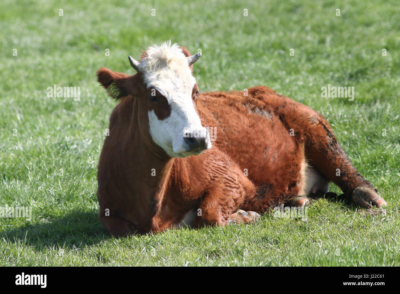 Blaarkop tradizionale bovini ("testa Blister'), una vecchia razza olandese, che si trova principalmente nella provincia di Groningen, Paesi Bassi del Nord Foto Stock