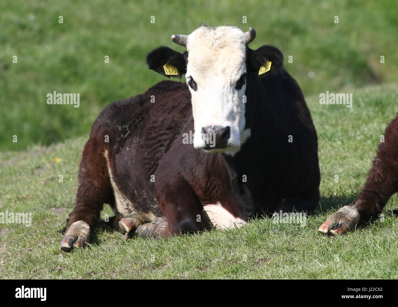 Blaarkop tradizionale bovini ("testa Blister'), una vecchia razza olandese, che si trova principalmente nella provincia di Groningen, Paesi Bassi del Nord Foto Stock