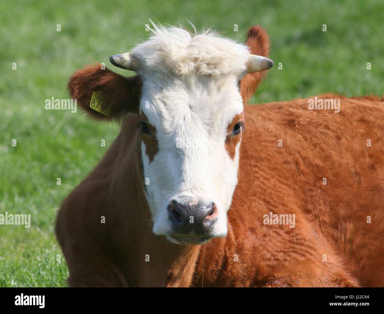Blaarkop tradizionale bovini ("testa Blister'), una vecchia razza olandese, che si trova principalmente nella provincia di Groningen, Paesi Bassi del Nord Foto Stock