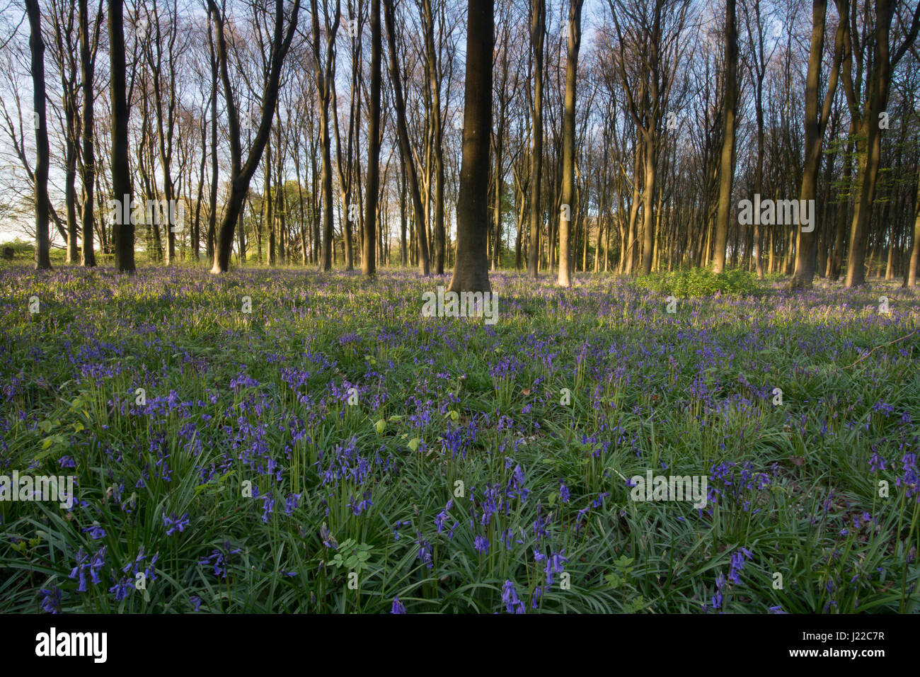 Bluebell wood nella calda luce della sera Foto Stock