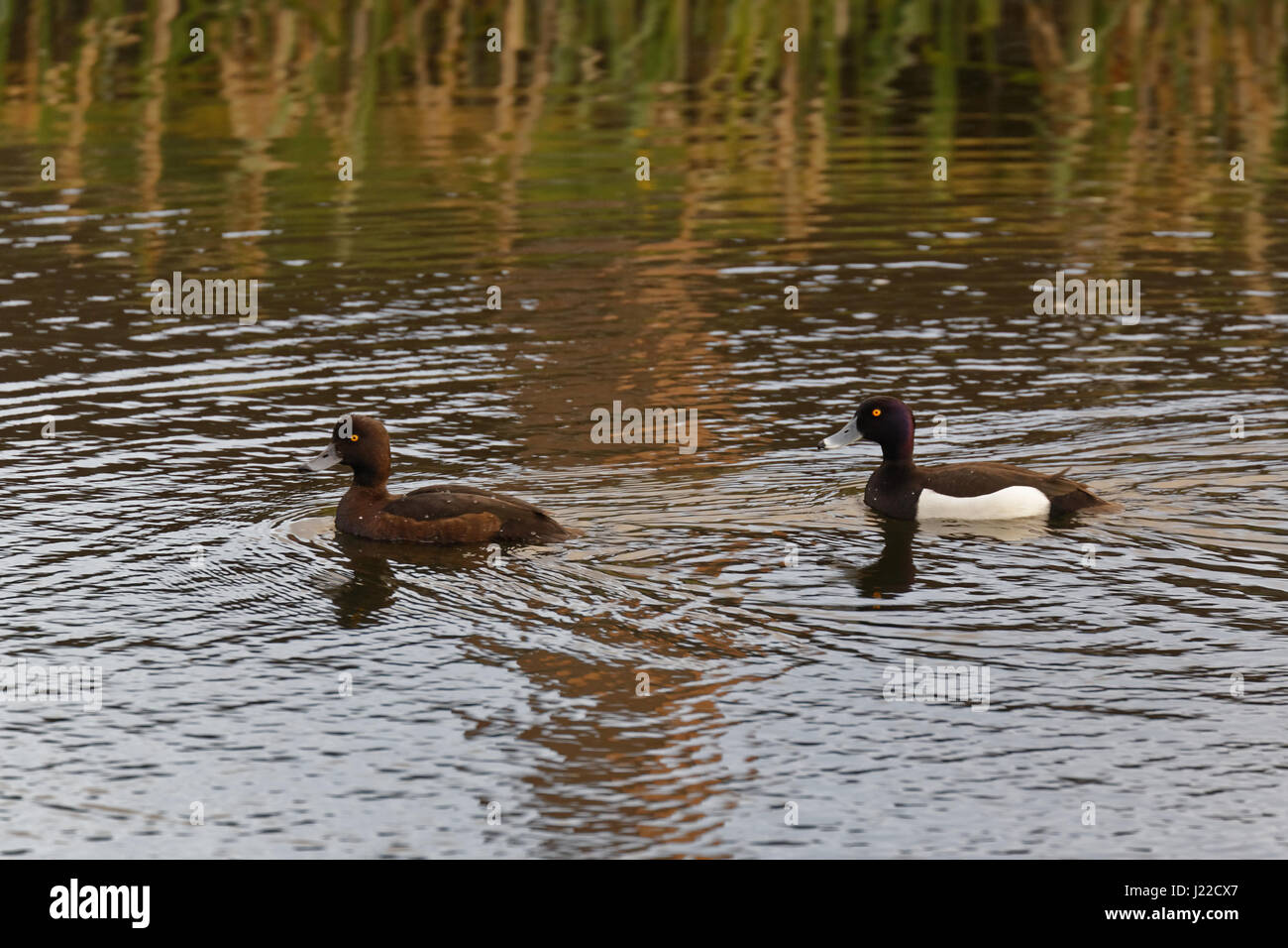 Canale di Forth e Clyde, Regno Unito Moretta Aythya fuligula giovane maschio femmina anatra subacquea Foto Stock