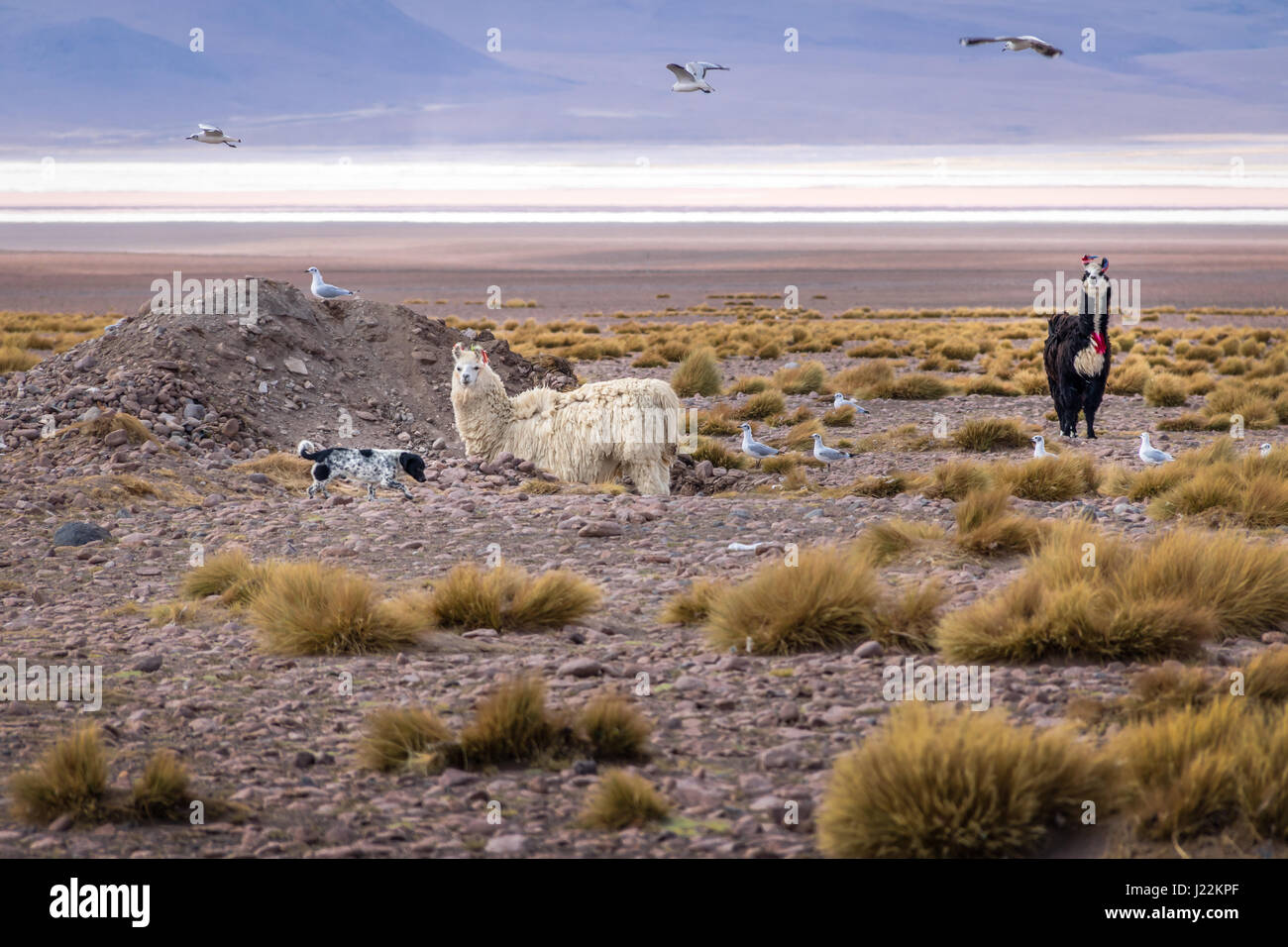 Llama in Bolivean altiplano - dipartimento di Potosi, Bolivia Foto Stock