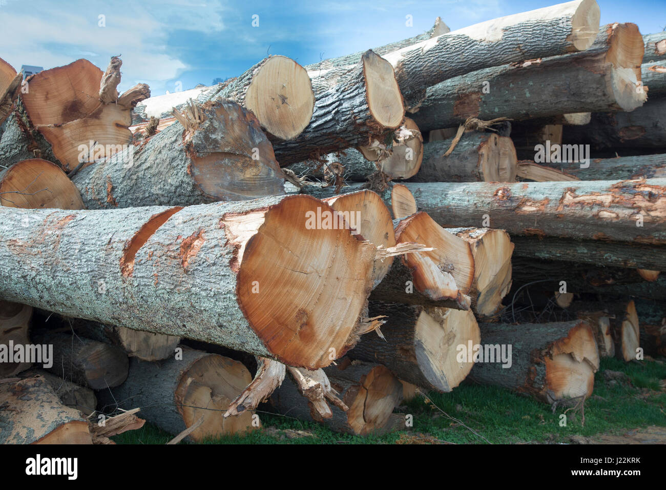 Un mucchio di tronchi di alberi che sono stati abbattuti per costruire condomini Foto Stock