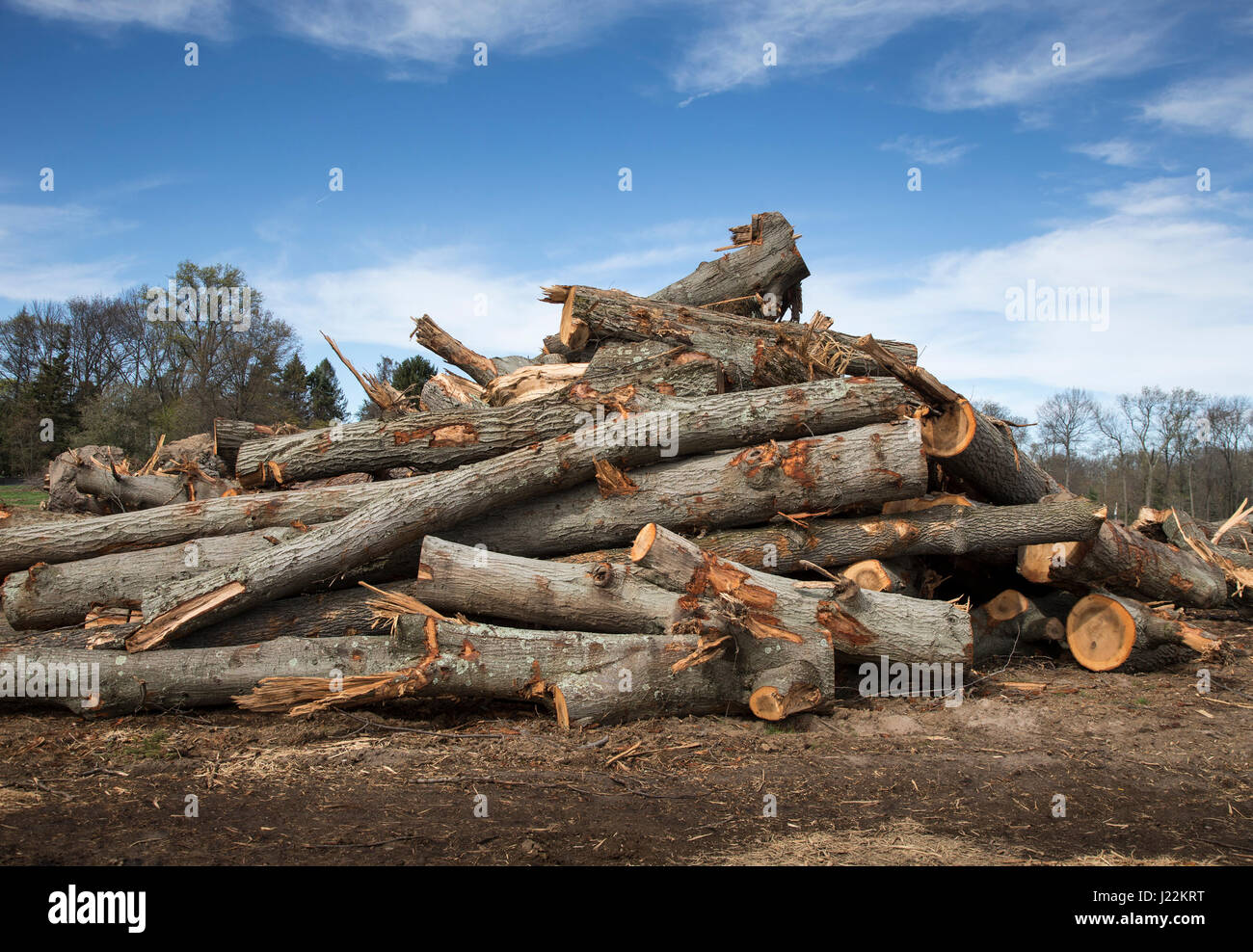 Un mucchio di tronchi di alberi che sono stati abbattuti per costruire condomini Foto Stock
