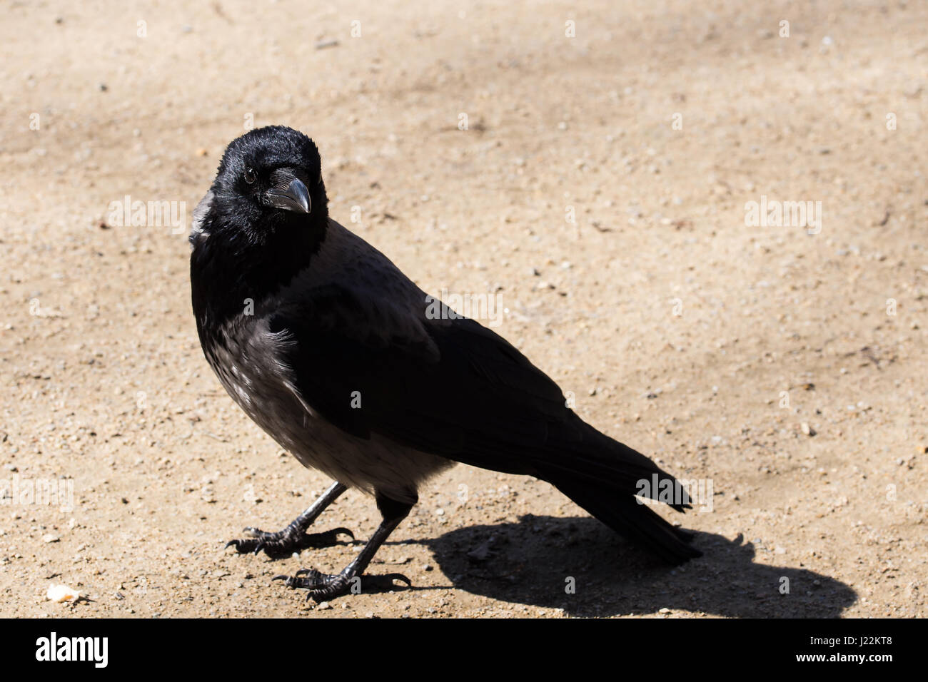Carrion crow (Corvus corone) camminando in una giornata di sole. - Aaskrähe/Nebelkrähe (Covus corone) Foto Stock