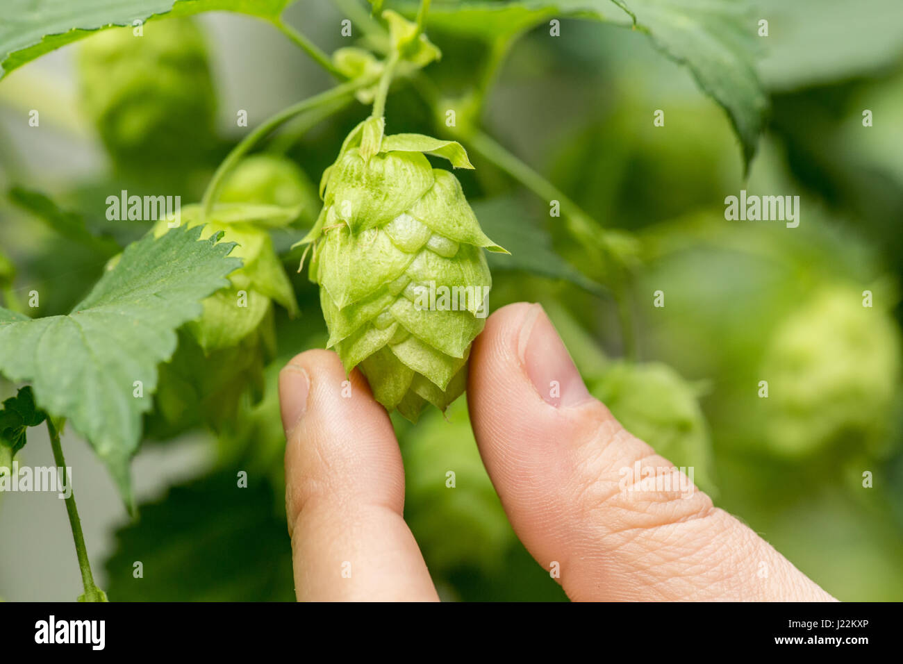 Close-up di luppolo in coni in Issaquah, Washington, Stati Uniti d'America. Il luppolo sono i fiori femminili (seed coni, strobiles) delle specie di luppolo Humulus lupulus; come mai Foto Stock