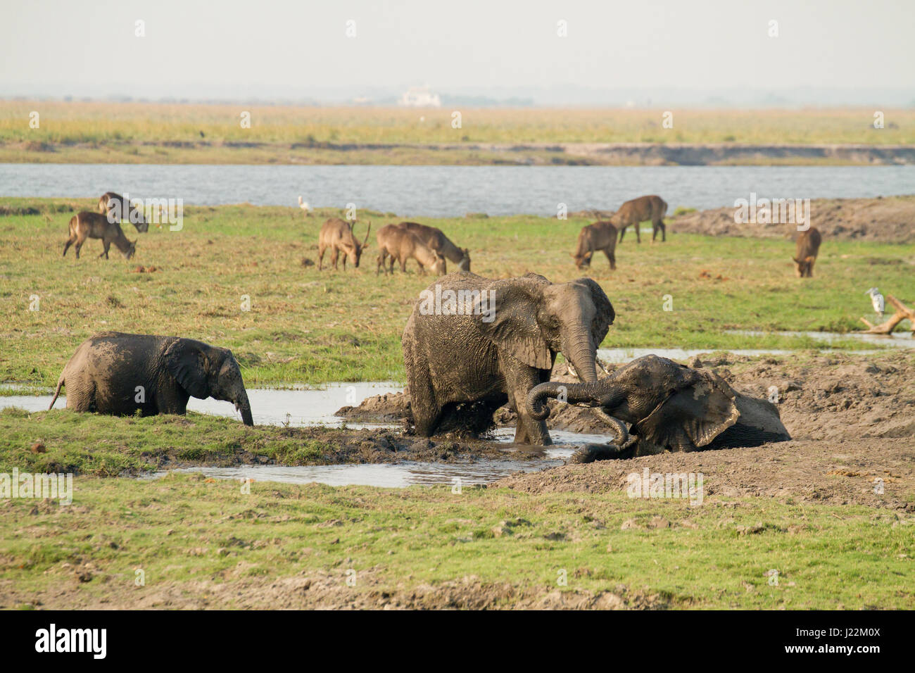 Gli elefanti africani facendo il bagno di fango, la spruzzatura di se stessi con il fango per proteggere da insetti, con Waterbuck in background, nel Chobe National Park Foto Stock
