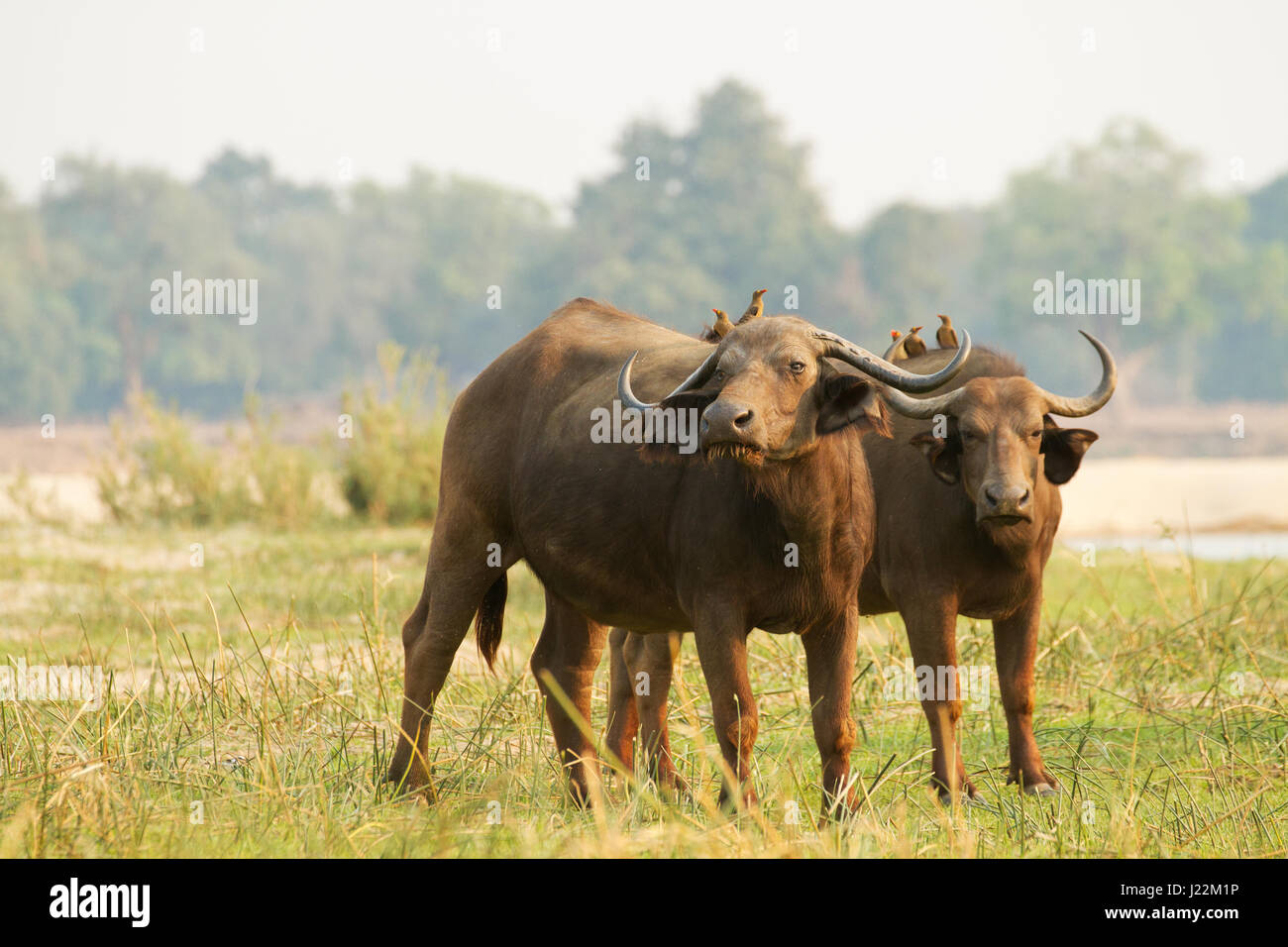 Due femmina Cape o africano Buffalo con Red-fatturati Oxpeckers sulle loro spalle, vicino al fiume Zambezi in Lower Zambezi National Park, Zambia, Africa Foto Stock