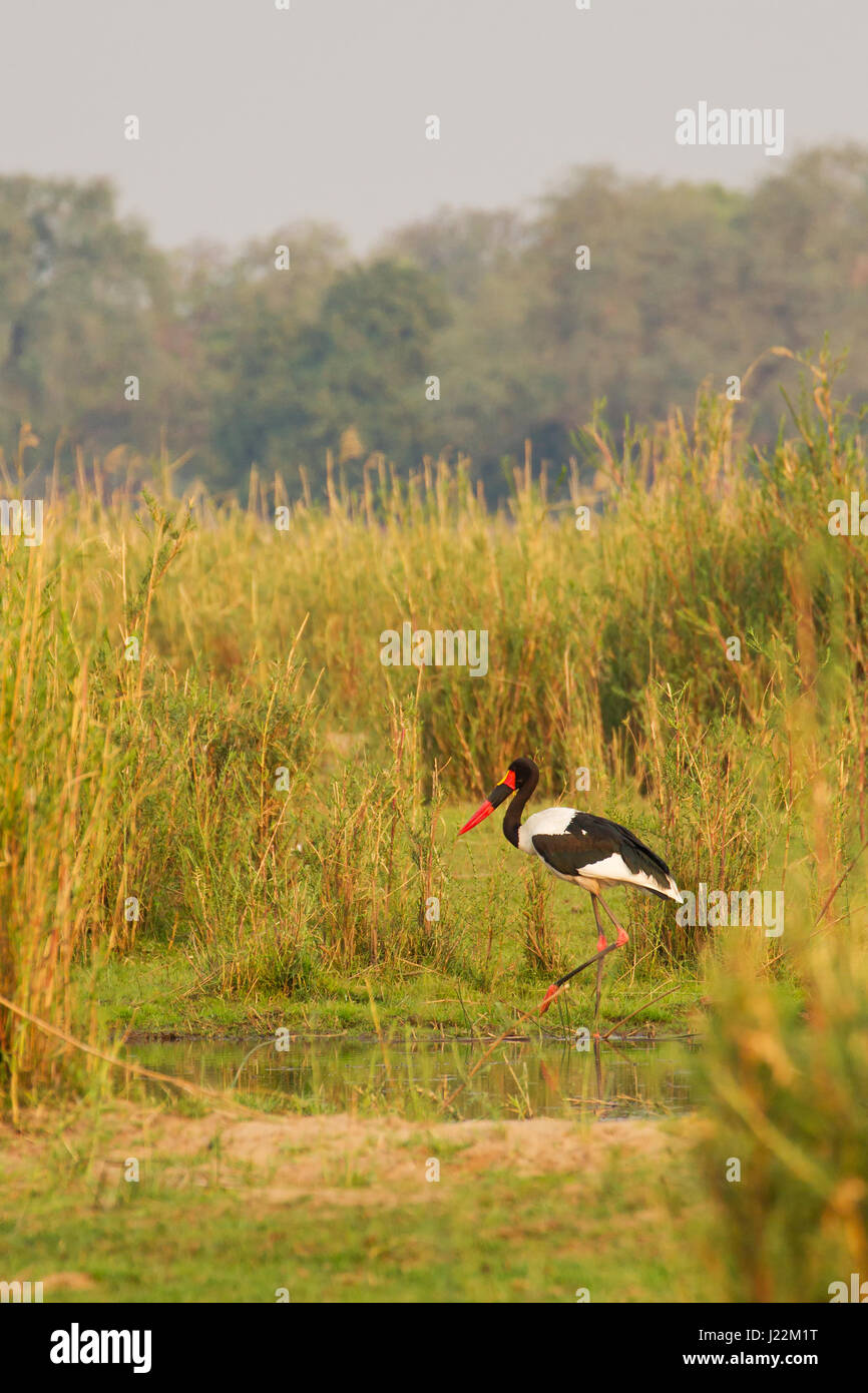 A sella fatturati Stork wading nella palude vicino al fiume Zambezi in Lower Zambezi National Park, Zambia, Africa Foto Stock