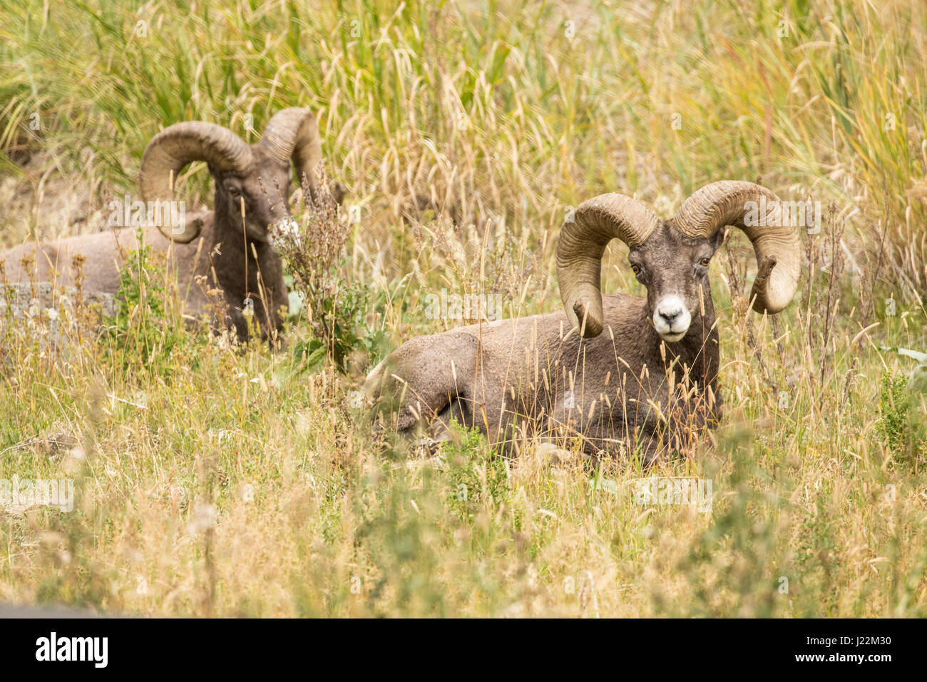 Due maschio Bighorn appoggiata nel Parco Nazionale di Yellowstone, Wyoming USA Foto Stock