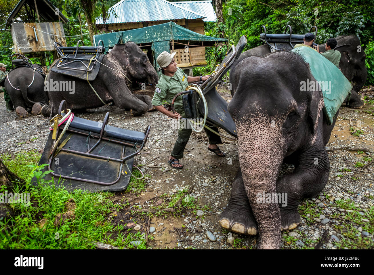 Un ranger del Parco Nazionale di Gunung Leuser sta dotando un elefante di Sumatran di sella a Tangkahan, un villaggio confinante a Sumatra Nord, Indonesia. Foto Stock