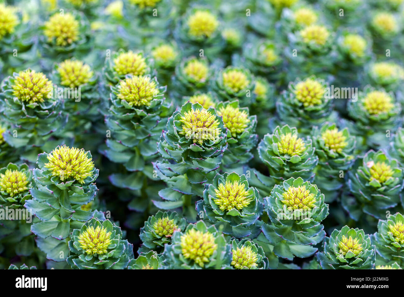 Rhodiola rosea Foto Stock