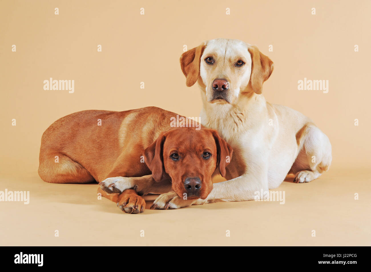 Due labrador retriever giallo, coccole Foto Stock