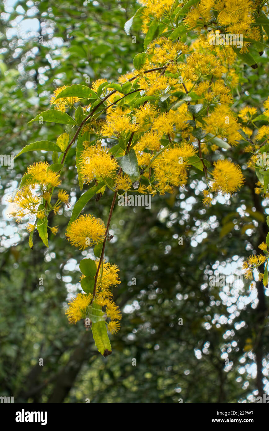 Fioritura giallo albero o arbusto in Roath Park Foto Stock