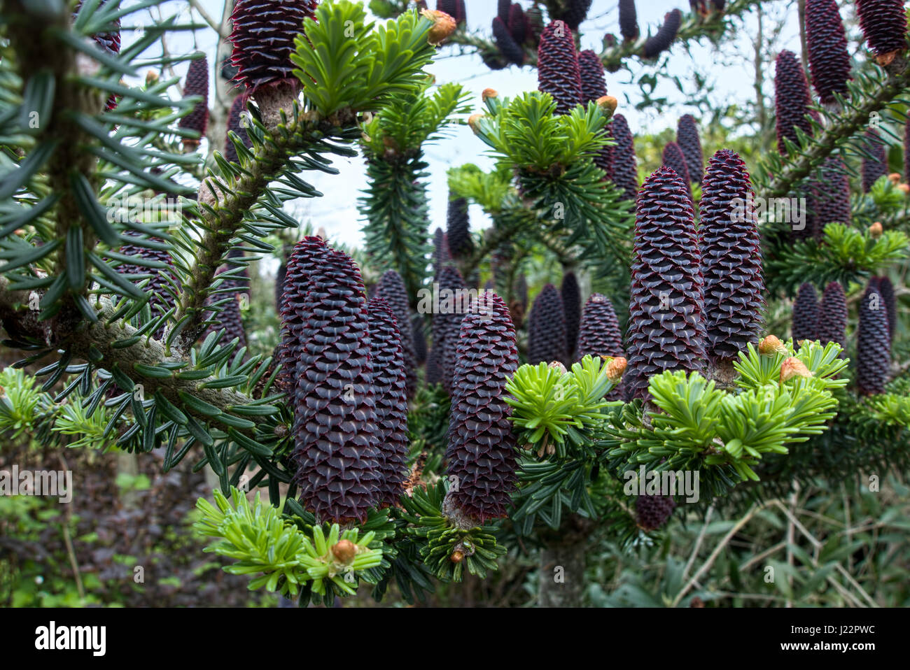Delavays Abete e coni in Roath Park Foto Stock