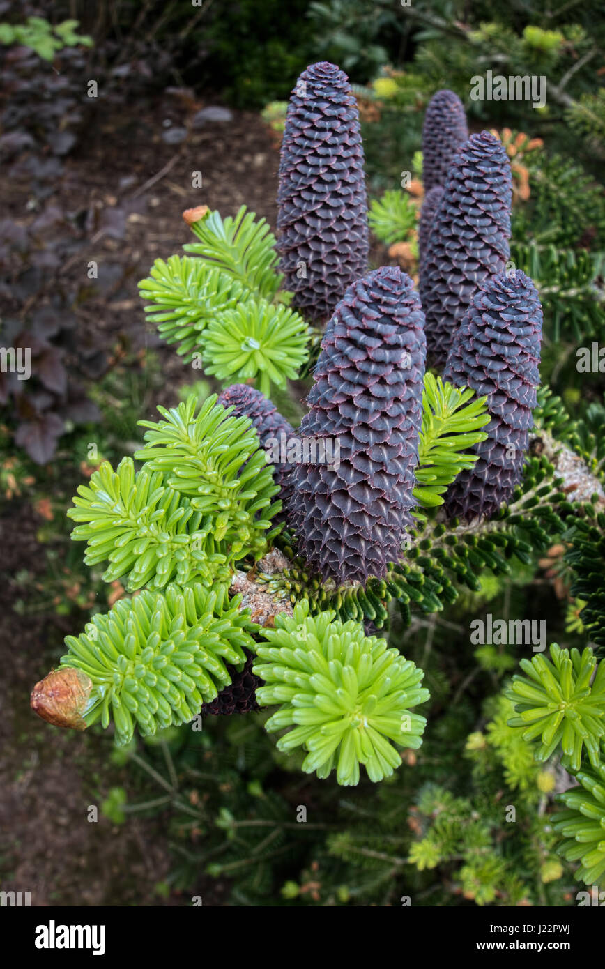 Delavays Abete e coni in Roath Park Foto Stock