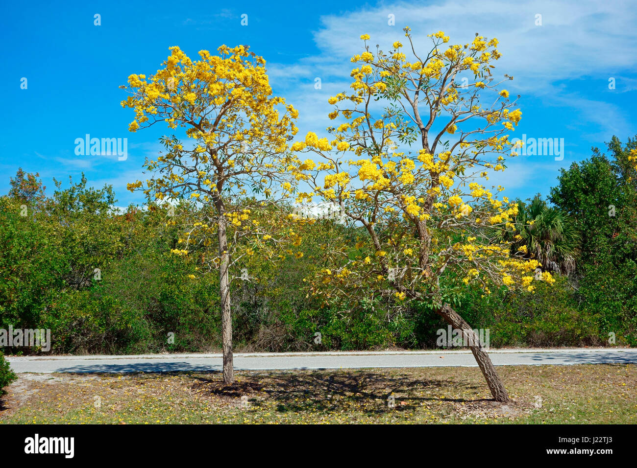 Tabebuia chrysotricha - 'albero d'oro" (o "Gold tromba Tree") Foto Stock