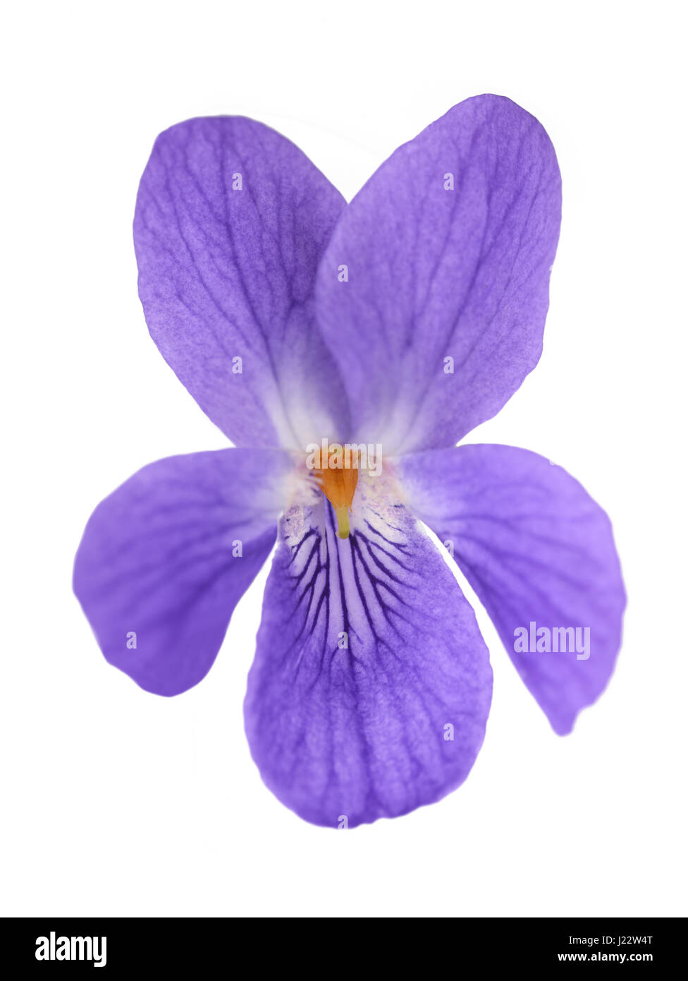 Viola Mammola, viola isolato su sfondo bianco Foto Stock