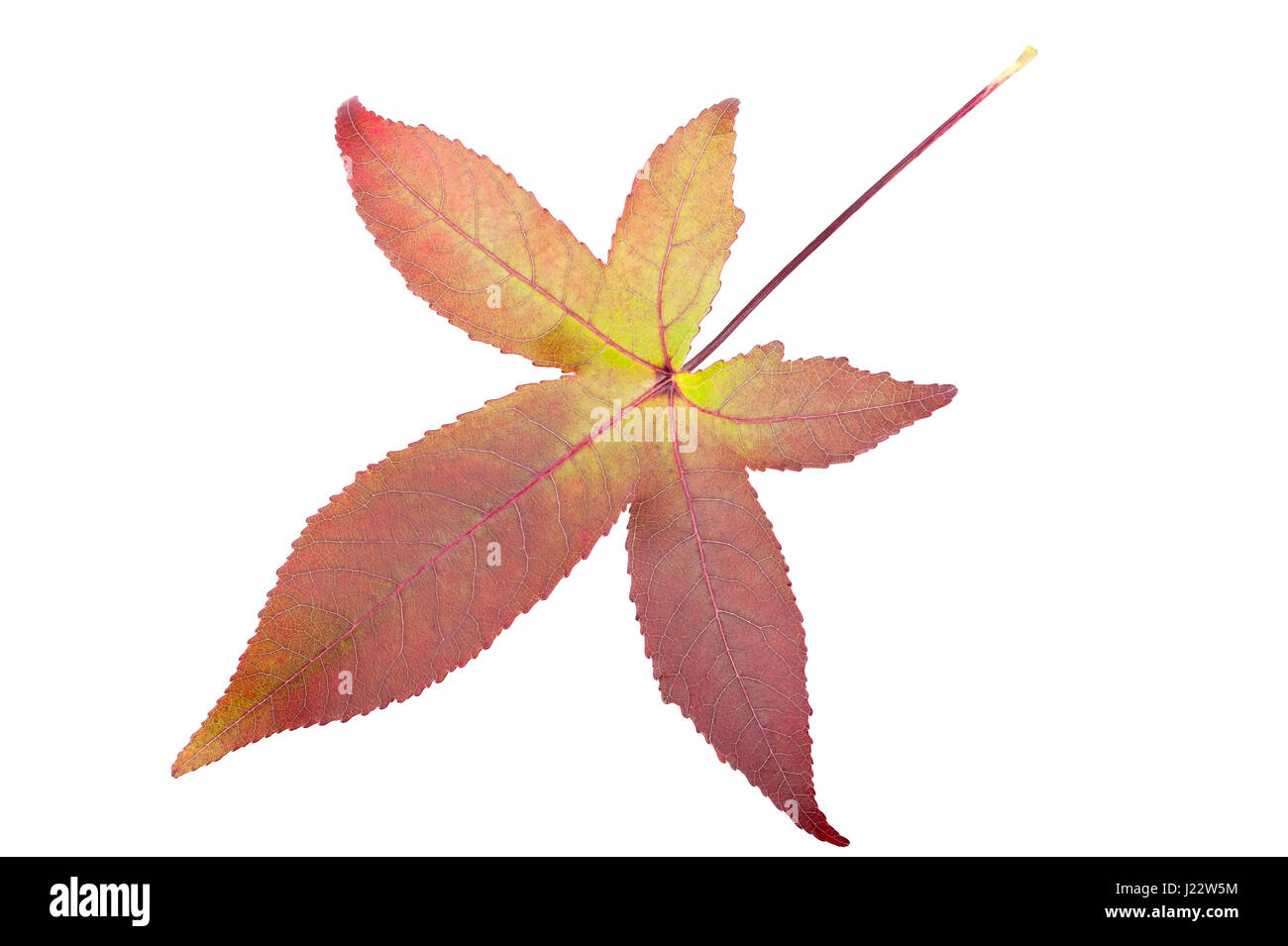 Red maple leaf isolato su bianco Foto Stock