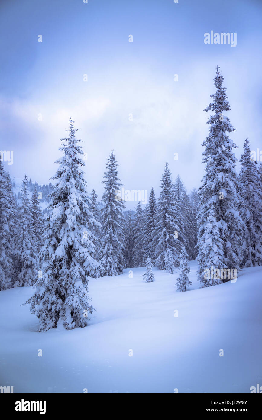 Austria, Hochkoenig, la foresta di conifere in inverno Foto Stock