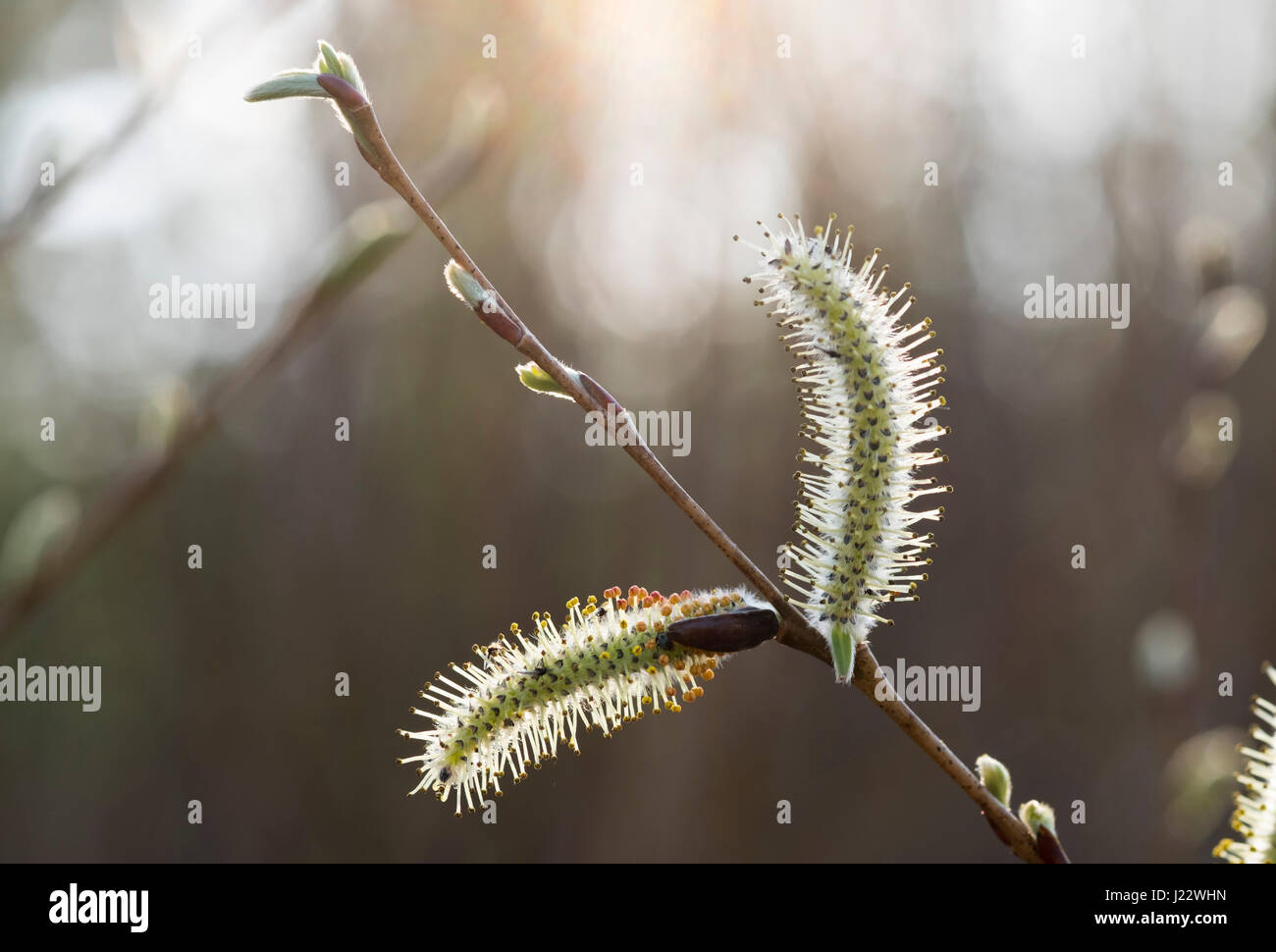 Frühling, Weidekätzchen, Blüte, Purpur-Weide, Purpurweide (Salix purpurea), Oberbayern, Bayern, Deutschland Foto Stock