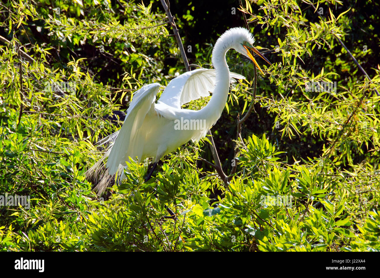 Grande airone bianco scaccia intruso vicino il suo nido in rookery su Hilton Head Island, nella Carolina del Sud. Foto Stock