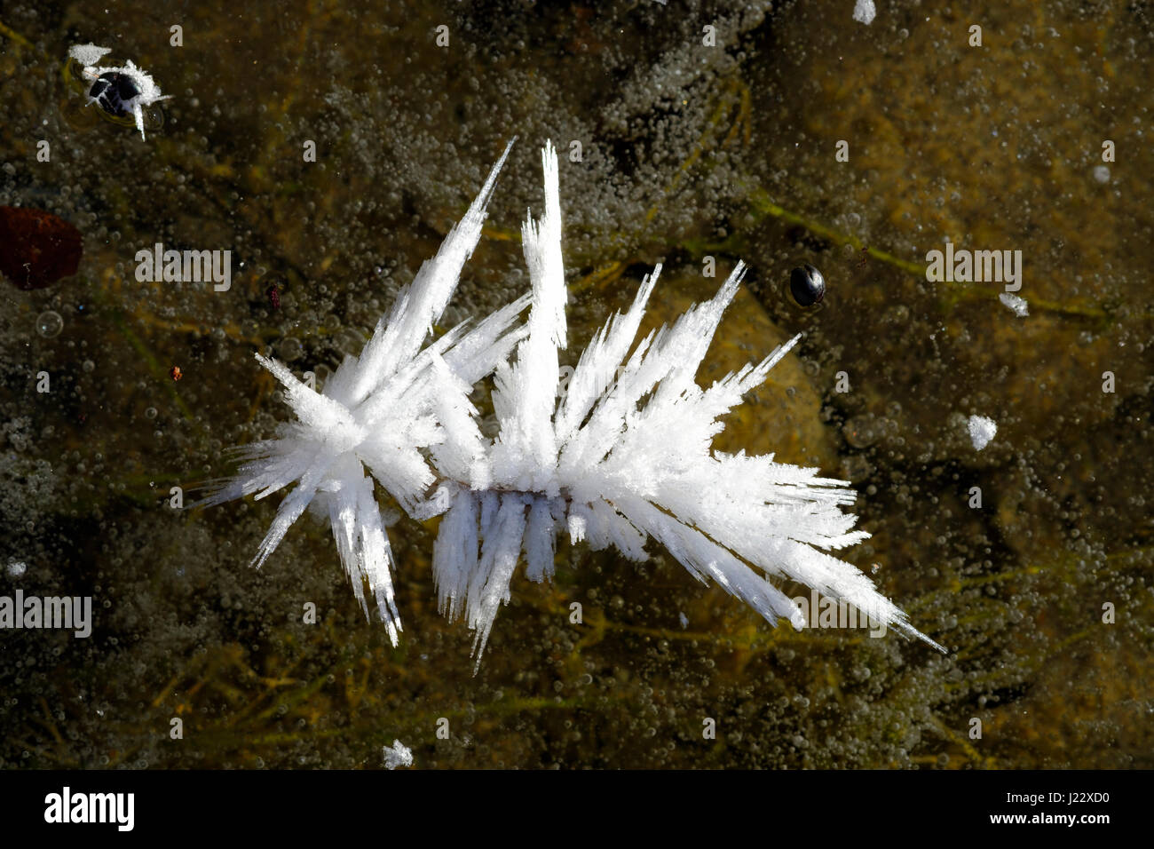 Eiskristalle auf Eisfläche, Naturschutzgebiet Isarauen, Bayern Deutschland Foto Stock