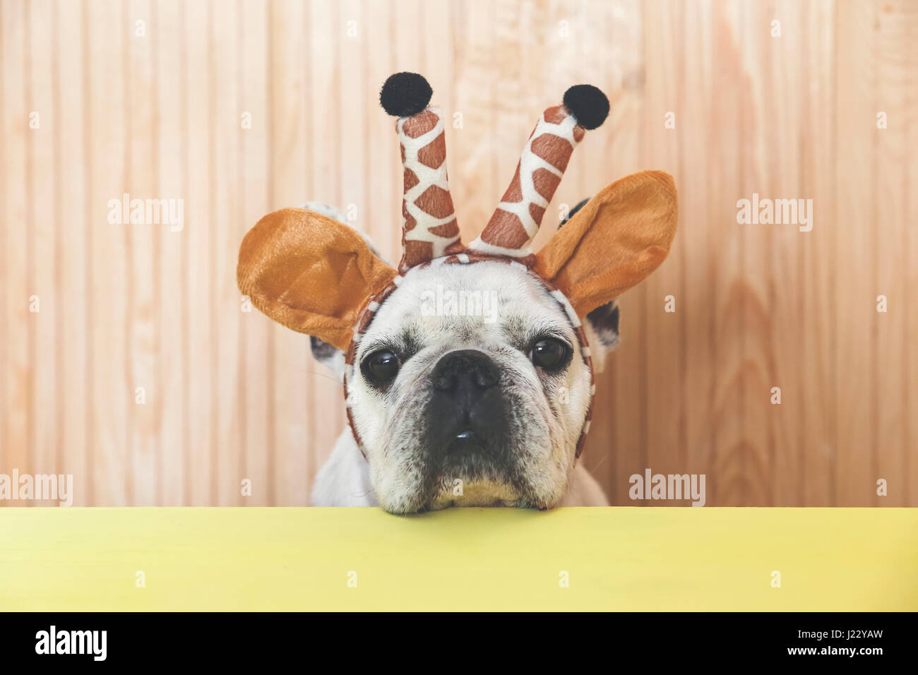 Ritratto di bulldog francese con archetto giraffe Foto Stock