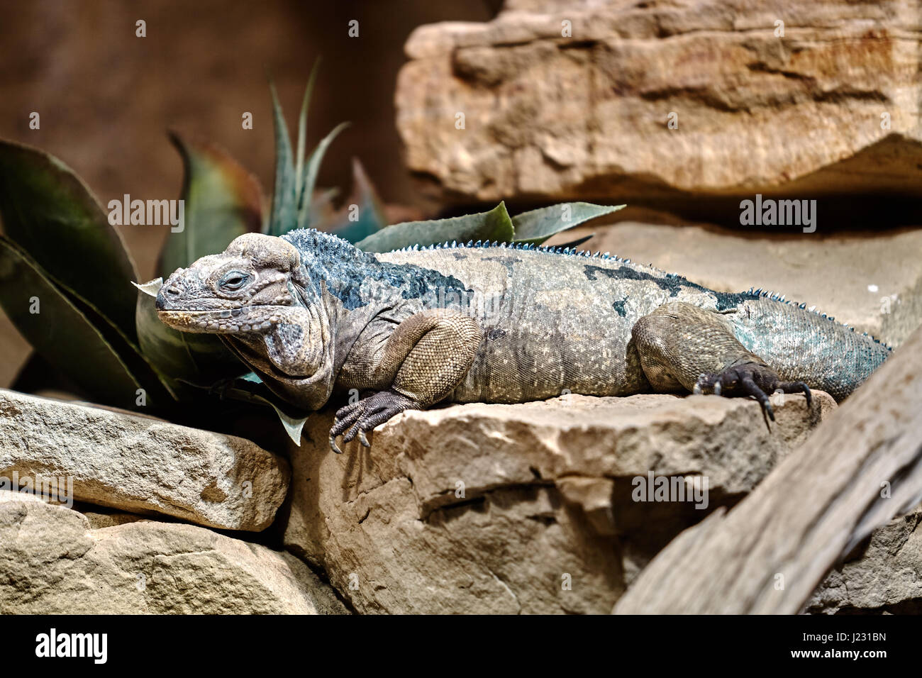 Golia draghi. Rhinoceros iguana. Lizard rettile iguana Foto Stock