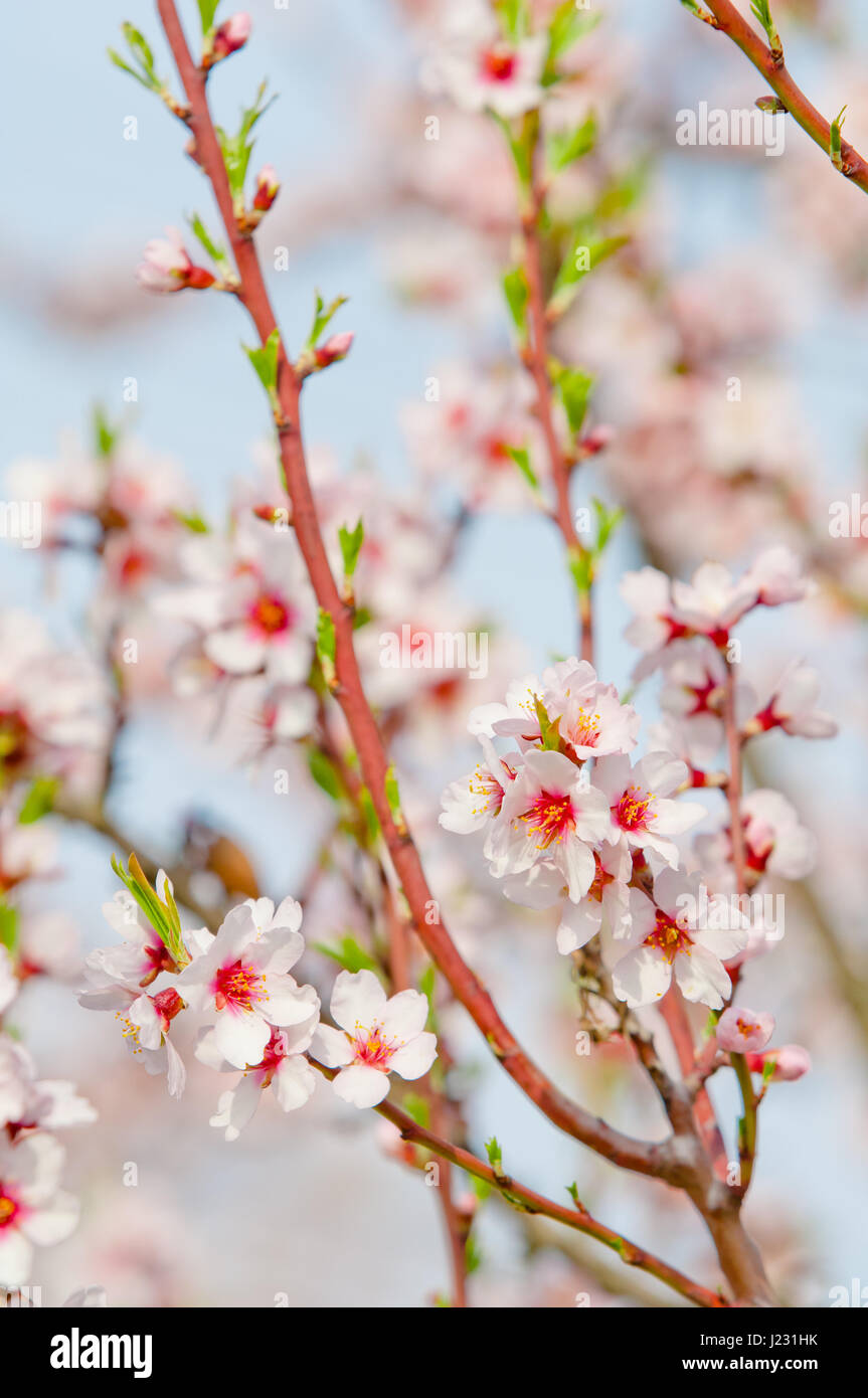 Fiore di mandorla, piena fioritura, fioritura mandorlo in Marzo Foto Stock