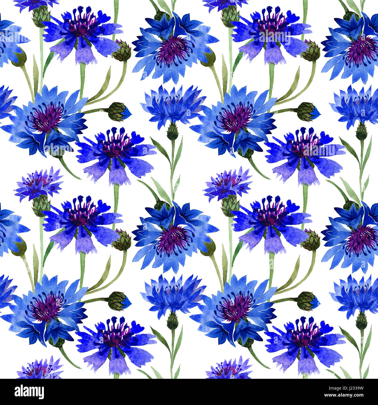 Millefiori fiori di garofano pattern in un stile acquerello isolato. Nome  completo della pianta: blu campo di garofano. Aquarelle selvaggio fiore per  lo sfondo Foto stock - Alamy