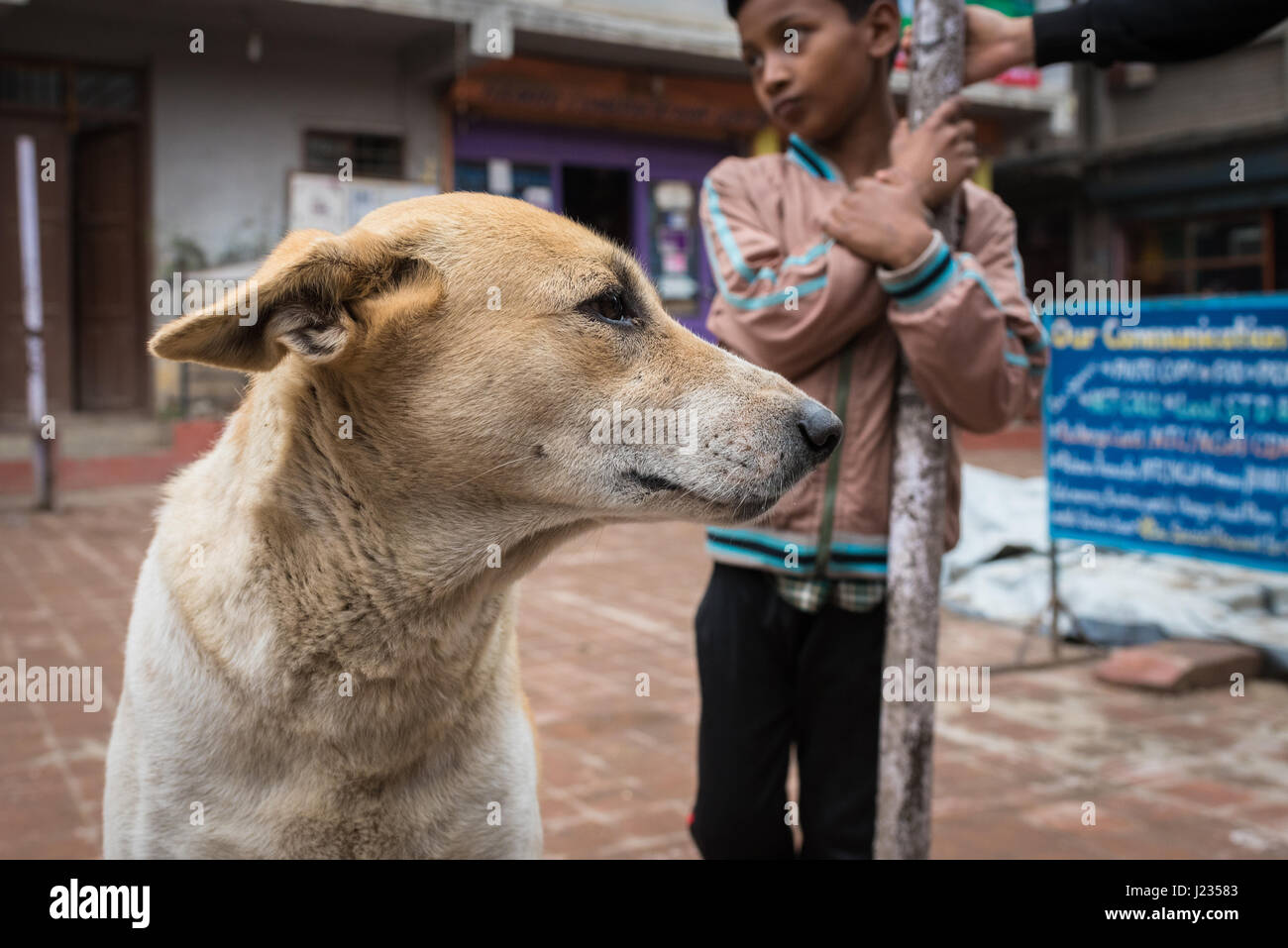 Ritratto di un cane e un ragazzo di Kathmandu, Nepal. Foto Stock