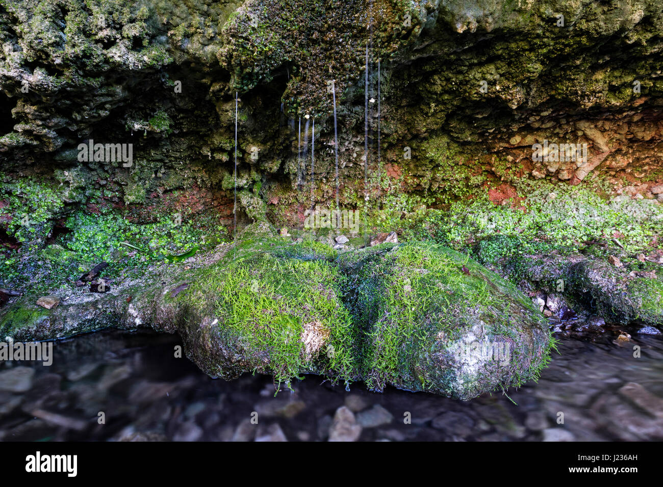 Primavera naturale, Woodwell, Silverdale, Lancashire, Inghilterra, Regno Unito Foto Stock