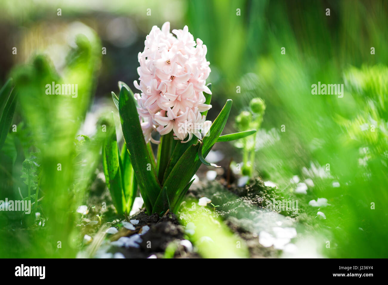 Primo piano del fiore bianco giacinto nella primavera del giardino. Foto Stock