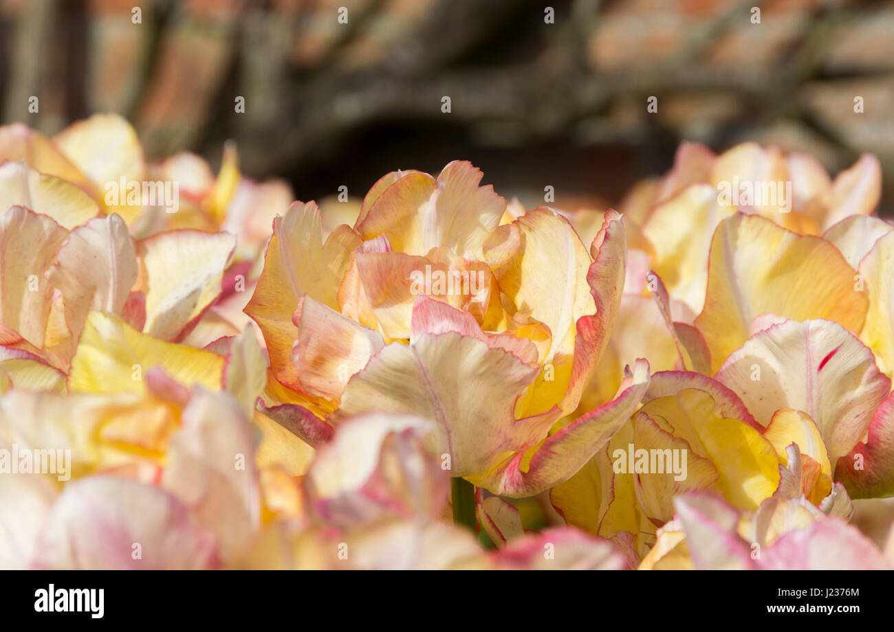 Tulipani gialli con Frilly refilato petali Foto Stock