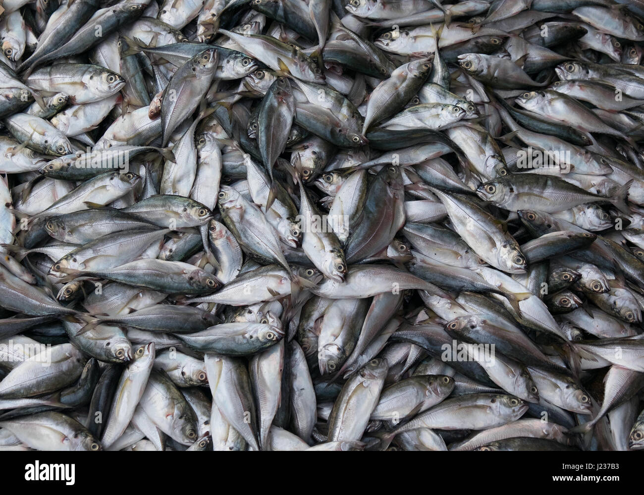 Il pesce fresco venduto sul mercato di strada Foto Stock