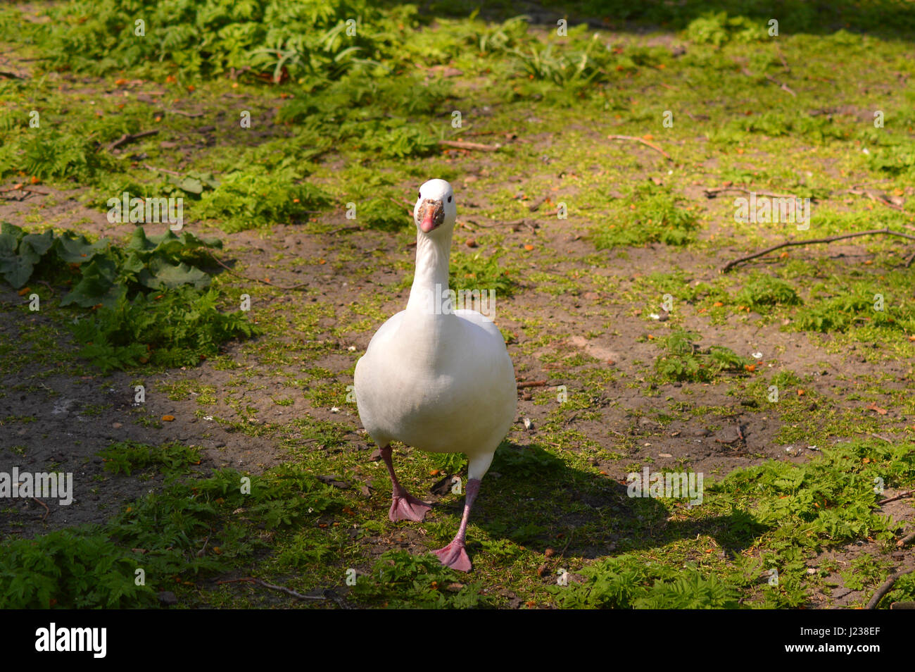 Aylesbury duck sull'erba Foto Stock