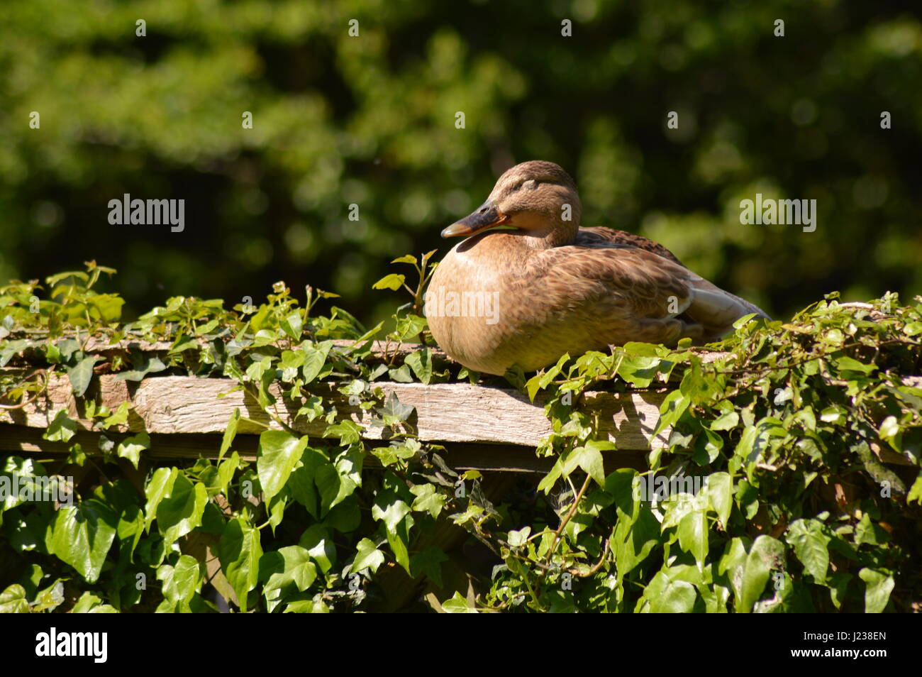 Anatra di dormire sulla recinzione Foto Stock