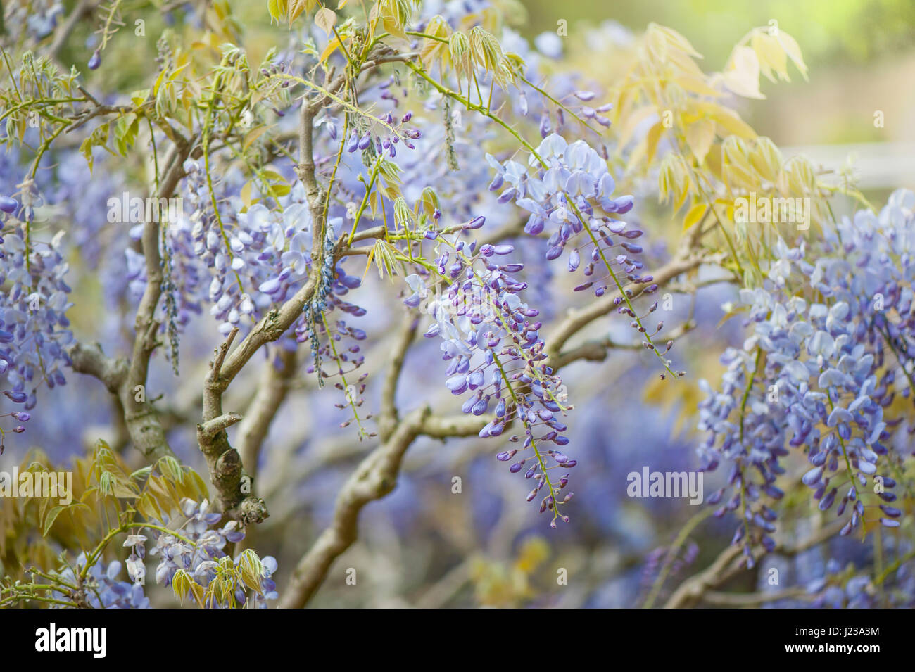 Close-up immagine di Wisteria sinensis viola fiori di primavera conosciuto anche come il cinese glicine. Foto Stock