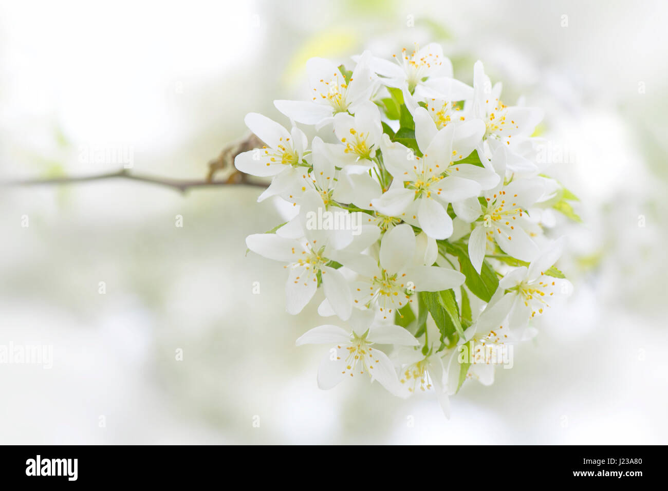 Close-up di alta immagine chiave del delicato bianco, fioritura di primavera sbocciano i fiori di Malus transitoria - il taglio-leaf crabapple tree. Foto Stock
