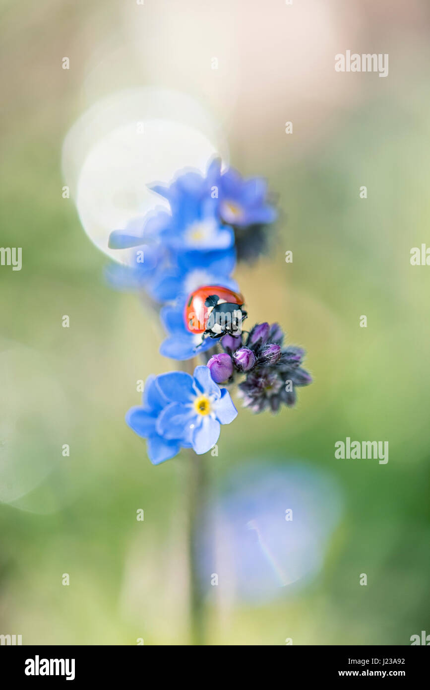Close-up immagine di un singolo 7-spot Coccinella - Coccinella septempunctata appoggiato sulla molla, blu, dimenticare-me-non fiori. Foto Stock