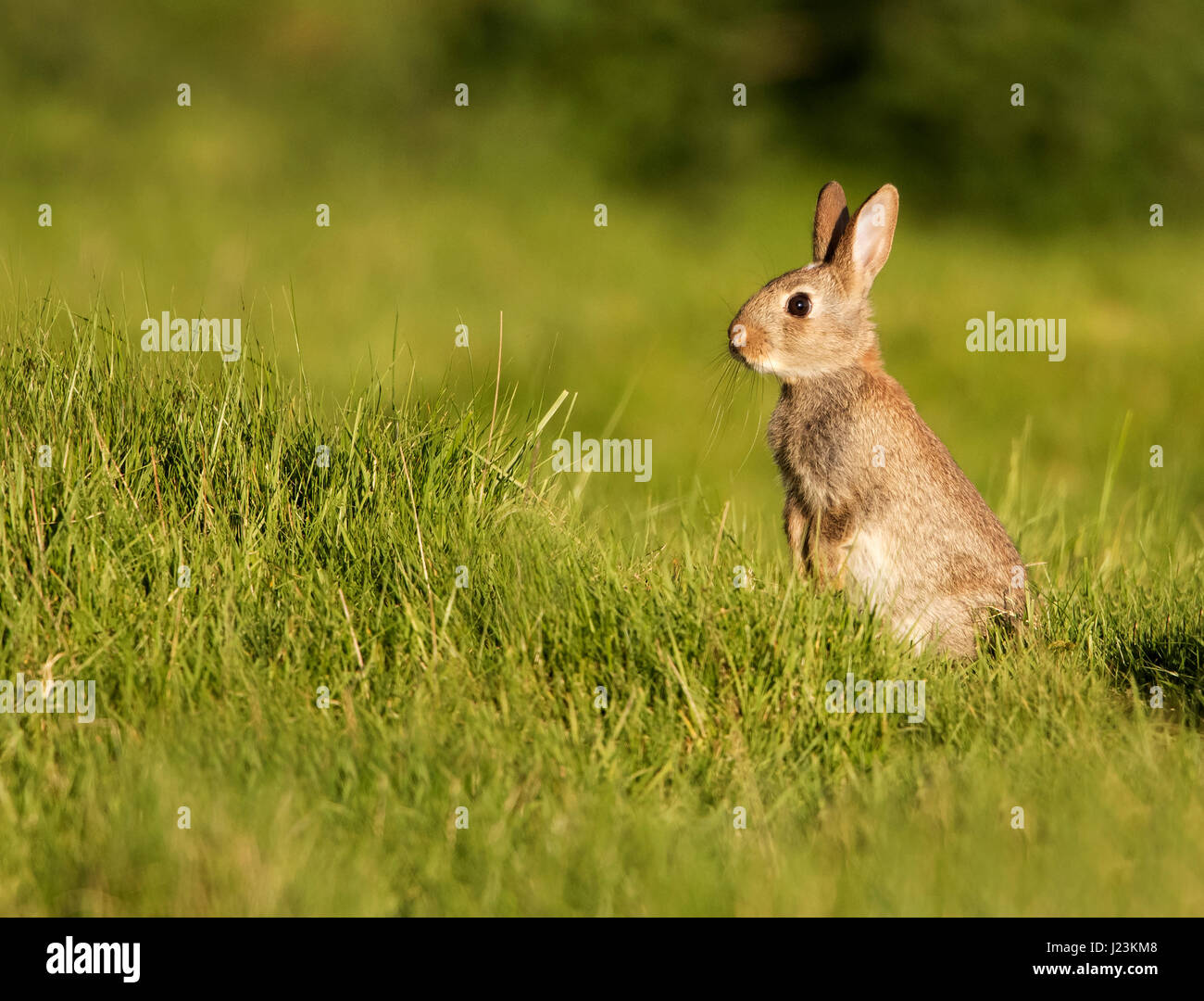 Un coniglio giovane (oryctolagus cuniculus) seduta godendo il sole serale, Warwickshire Foto Stock