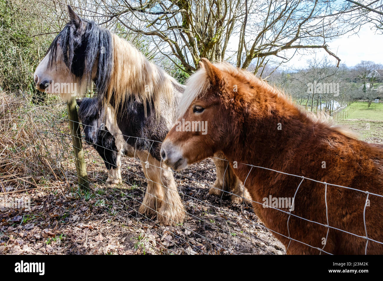 I CAVALLI IN cappotti invernali GLOUCESTERSHIRE England Regno Unito Foto Stock
