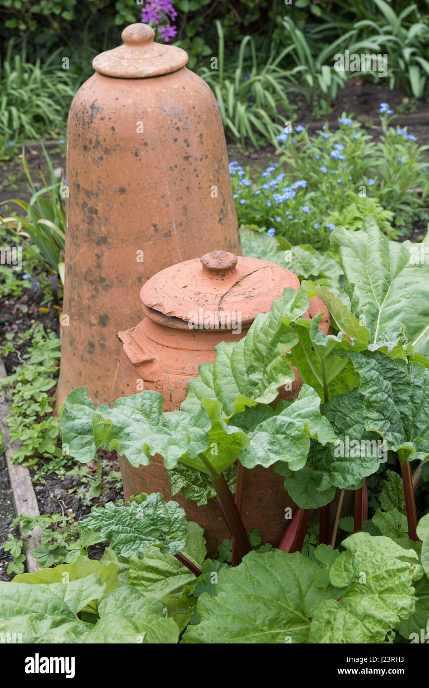 Il rabarbaro e una terracotta pots forzatore in un orto.UK Foto Stock